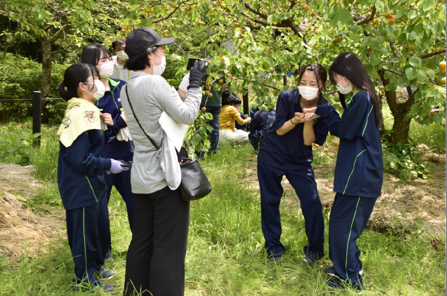 　屋代南高校・ライフデザイン科　   校外実習で『杏の学習』